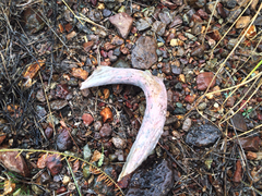 Odocoileus virginianus carminis