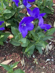 Platycodon