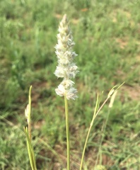 Cyphocarpa angustifolia