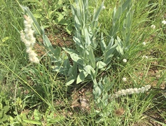 Cyphocarpa angustifolia