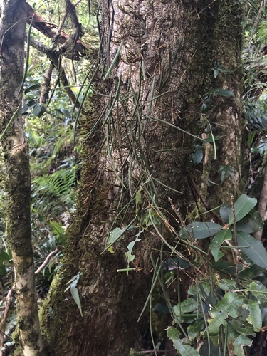 Slender Pencil Orchid (Dendrobium mortii)
