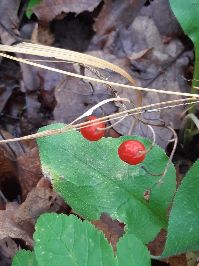 Convallaria majalis