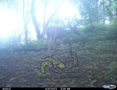 Odocoileus virginianus sinaloae