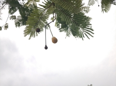 Parkia biglobosa