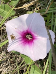 Ipomoea bathycolpos
