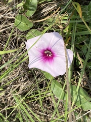 Ipomoea bathycolpos