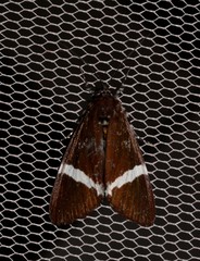 Coenotoca subaspersa