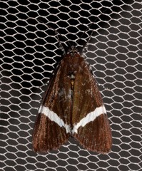 Coenotoca subaspersa