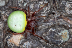 Araneus apricus