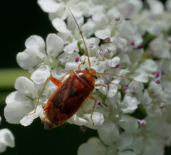 Diomocoris