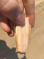 Sepia opipara