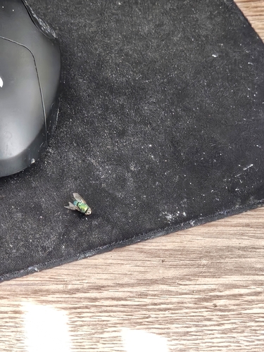 Unknown species found near Salisbury, MD, USA