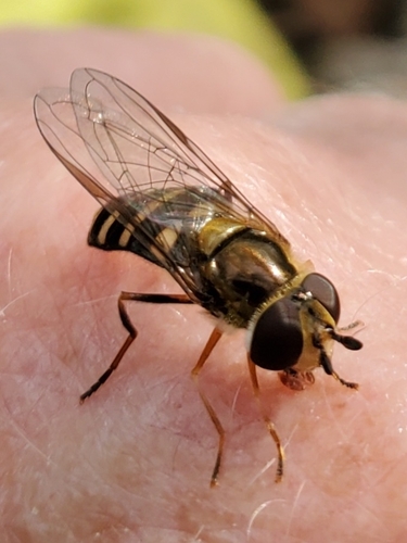 Unknown species found near Lexington, KY 40515, USA