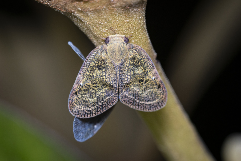 Scotinax