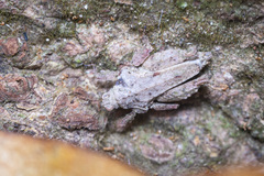 Eurymorphopus bolivariensis