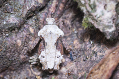 Eurymorphopus bolivariensis