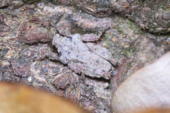 Eurymorphopus bolivariensis