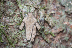 Eurymorphopus bolivariensis