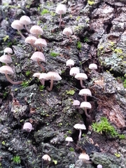 Mycena corticola