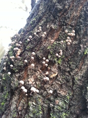 Mycena corticola
