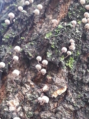 Mycena corticola