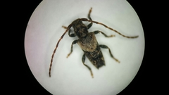 Pogonocherus hispidus