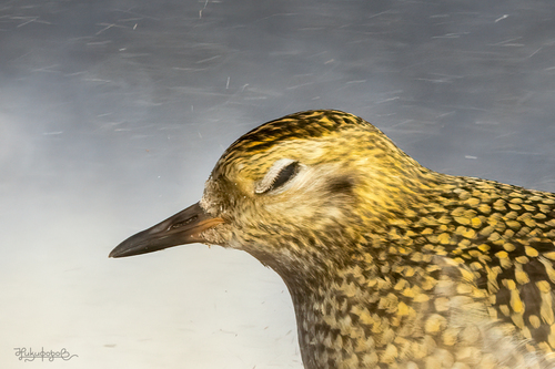 Pluvier doré