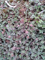 Acaena anserinifolia