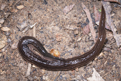 Kontikia forsterorum