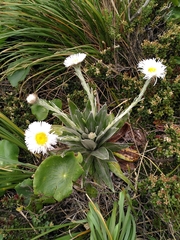 Celmisia semicordata