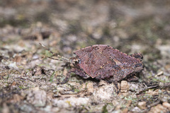 Hyperyboella orphania