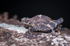 Hyperyboella orphania