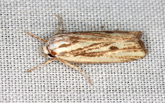 Xylorycta austera