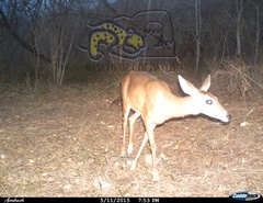 Odocoileus virginianus sinaloae