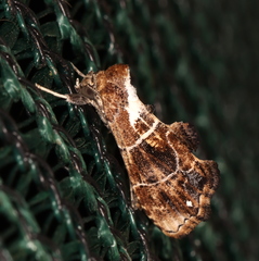 Arrade leucocosmalis