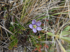 Gentianella corymbosa, photograph author not stated, no rights reserved