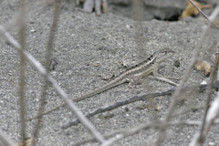 Microlophus occipitalis