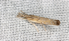 Ptochostola microphaeellus