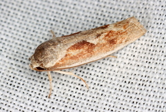 Lichenaula undulatella