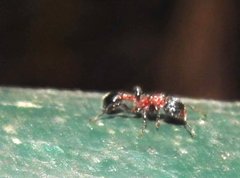 Dilobocondyla fouqueti