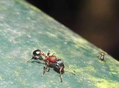 Dilobocondyla fouqueti