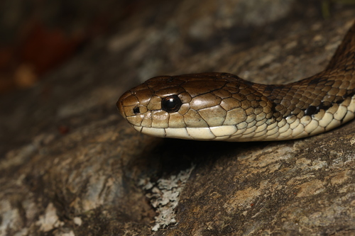 Rough-scaled Snake sighting