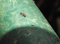 Dilobocondyla fouqueti