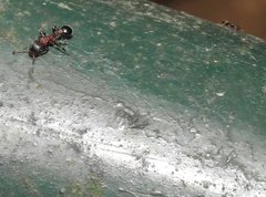 Dilobocondyla fouqueti