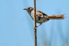 Limnoctites sulphuriferus