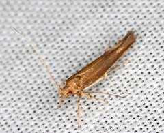 Glaphyristis marmarea