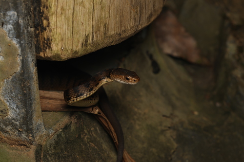 Rough-scaled Snake sighting