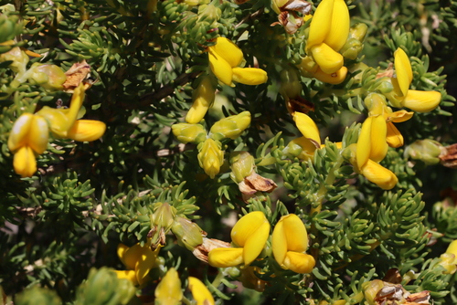 Cape Capegorse (Aspalathus capensis)