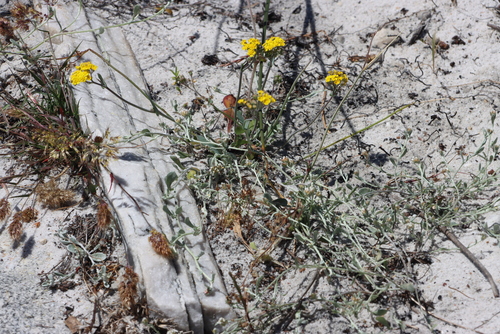 Cape Hairdaisy (Gymnodiscus capillaris)