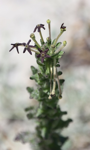 Sad Tearbush (Lyperia tristis)